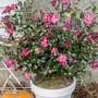Camellia sasanqua 'Red'