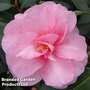 Camellia 'Spring Festival'