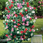 Camellia 'Tricolour'