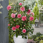 Camellia japonica 'Volunteer'