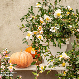 Camellia sasanqua 'White'