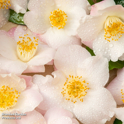 Camellia japonica 'Winter Perfume Pearl'