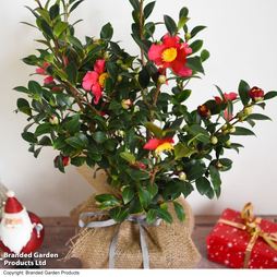 Camellia 'Yuletide' - Gift