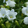 Campanula medium White