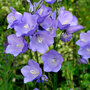 Campanula persicifolia 'Caerulea'