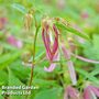 Campanula Pink Octopus