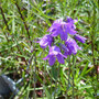 Campanula collina