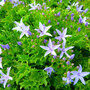 Campanula garganica