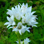 Campanula glomerata Alba