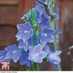 Campanula persicifolia 'Blue Bell'