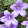 Campanula portenschlagiana 'Catharina'