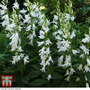 Campanula lactiflora 'Loddon Anna'
