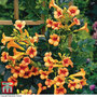 Campsis x tagliabuana 'Indian Summer'