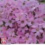 Campanula lactiflora 'Dwarf Pink'