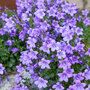 Campanula poscharskyana