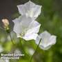 Campanula carpatica 'Alba'