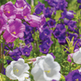 Campanula 'Canterbury Bells'