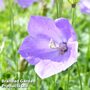 Campanula carpatica 'Blue'