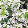 Campanula poscharskyana 'E.H. Frost'