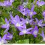 Campanula poscharskyana 'Garden Star'