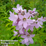 Campanula lactiflora 'Loddon Anna'