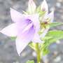 Campanula latifolia 'Macrantha'