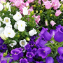 Campanula medium (Mixed) - Seeds