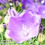 Campanula carpatica 'Pearl Dark Blue'