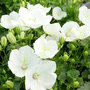 Campanula carpatica 'Pearl White'