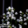 Campanula persicifolia var. alba