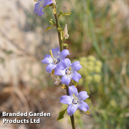 Campanula pyramidalis 'Blue'