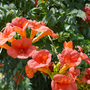 Campsis radicans