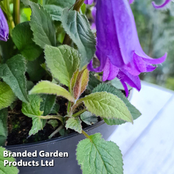 Campanula 'Re-Bell'