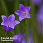 Campanula rotundifolia