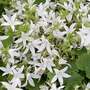 Campanula poscharskyana 'Silver Rain'