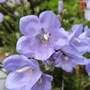 Campanula persicifolia 'Takion Blue'