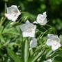 Campanula rotundifolia 'White Gem'