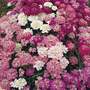 Candytuft 'Dwarf Fairy' - Start-A-Garden? Seed Range