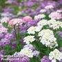 Candytuft 'Dwarf Fairyland Mixed' - Easy Grow Seed Range