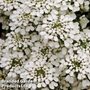 Candytuft 'Hyacinth Flowered' - Easy Grow Seed Range