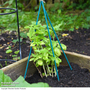 Garden Gear - Plant Canes