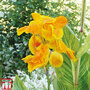 Canna 'Tropicanna Gold'