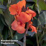 Canna x generalis 'Cannova Bronze Orange'