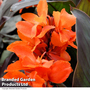 Canna x generalis 'Cannova Bronze Orange'