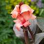 Canna x generalis 'Cannova Bronze Peach'