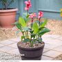 Canna Cannova Mango