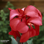 Canna x generalis 'Cannova Rose'