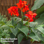 Canna x generalis 'Cannova Scarlet'