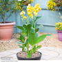 Canna x generalis 'Cannova Yellow'