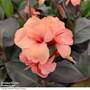 Canna x generalis 'Cannova Bronze Peach'